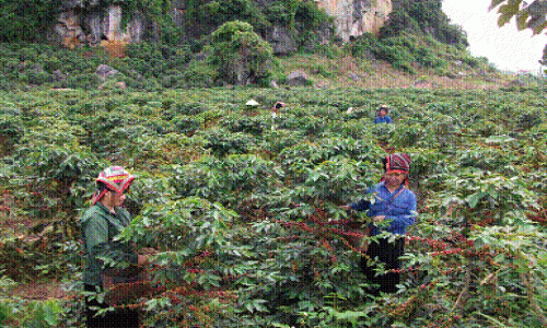 Bảo hộ chỉ dẫn địa lý "Sơn La" cho sản phẩm Cà phê