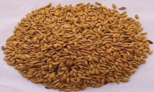Bảo hộ chỉ dẫn địa lý "Xía Mần" cho sản phẩm gạo tẻ Già Dui