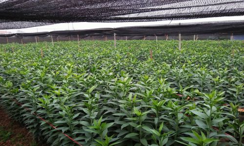 Thị trường hoa Tết: Người dân lo hoa nở không kịp Tết Mậu Tuất 2018