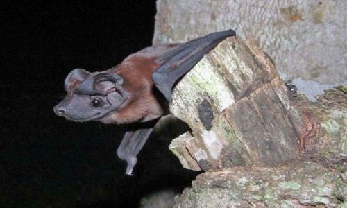 Phát hiện hai loài dơi mặt chó mới tại Panama và Ecuador