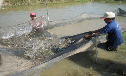 Kỹ thuật tránh nắng nóng cho tôm, cá nhằm đảm bảo năng suất cao
