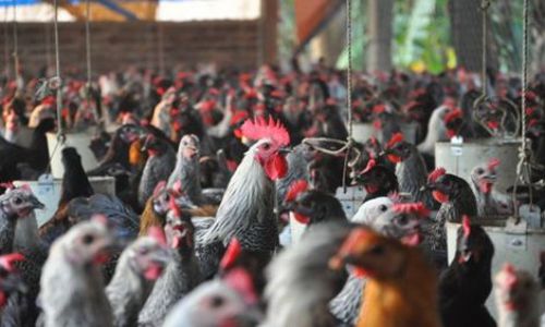 Khai thác, phát triển nguồn gen gà Tè