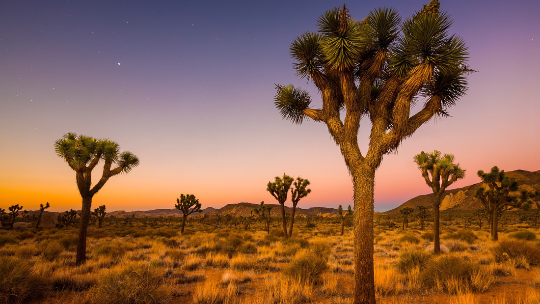 Mojave là sa mạc nhỏ nhất ở khu vực Bắc Mỹ, chỉ chiếm diện tích 124.000 km2.

Mojave còn được mệnh danh là "sa mạc trên cao" nhờ nằm ở độ cao 1.500 m so với mực nước biển.

Điểm nổi bật nhất của Mojave là Kelso Dunes, nơi có những đụn cát mịn trải dài cao tới gần 200m, mang màu hồng vàng bắt mắt.

Bên cạnh đó, Mojave cũng có cảnh quan sa mạc độc đáo với những loài thực vật chỉ có ở đây. Ví dụ như loài cây xương rồng joshua có thể sống tới 150 năm.