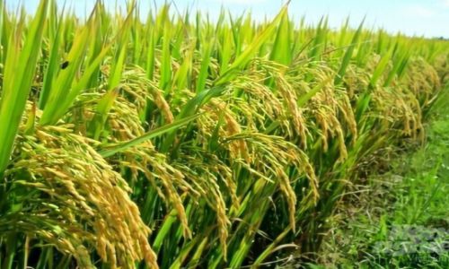 Giá gạo giảm nhẹ trong những ngày đầu tháng 7