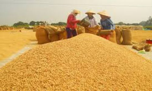 Tình hình biến động giá cả lúa gạo ở một số nước trên thế giới trong tuần đầu tháng 7