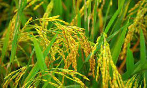 Thị trường nông sản thế giới: Giá gạo của các quốc gia xuất khẩu hàng đầu đều giảm trong tuần đầu tháng 7